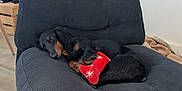 Gyoza a rejoint le concours — aidez-le/la à gagner de superbes lots ! dog, dachshund, black_dog, sleeping, chair, red_toy, stuffed_toy, indoor, floor, furniture, pet, resting, cozy, home, relaxing, small_dog, canine, toy, animal, nap