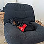 dog, dachshund, black_dog, sleeping, chair, red_toy, stuffed_toy, indoor, floor, furniture, pet, resting, cozy, home, relaxing, small_dog, canine, toy, animal, nap