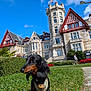 Gyoza participe au concours pour gagner de l'argent avec cette photo : dog, dachshund, grass, building, architecture, historic_building, blue_sky, clouds, flags, people, hedge, flowers, sidewalk, red_roof, windows, tower, outdoor, daytime, pet, leash