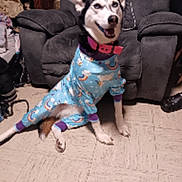Fallon is registered to the contest to win money with this photo: dog, pajamas, clothing, indoor, carpet, armchair, smiling, pet, canine, home, cozy, furniture, colorful, sitting, cute, animal, playful, comfortable, happy, domestic