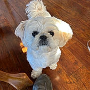 Marina joined the competition — help win amazing prizes! dog, white_dog, small_dog, pet, floor, wooden_floor, shoe, sneaker, furniture_leg, indoor, looking_up, fluffy, cute, animal, companion, domestic_animal, curious, bright_light, shadow, close_up