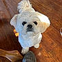 dog, white_dog, small_dog, pet, floor, wooden_floor, shoe, sneaker, furniture_leg, indoor, looking_up, fluffy, cute, animal, companion, domestic_animal, curious, bright_light, shadow, close_up
