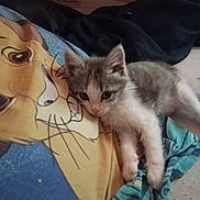 Berry a rejoint le concours — aidez-le/la à gagner de superbes lots ! kitten, cat, gray_fur, white_fur, animal, pet, sleepy, lying_down, bed, blanket, cartoon_blanket, lion_design, wooden_headboard, bedroom, cozy, indoors, close_up, whiskers, pink_nose, cute