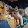 kitten, cat, gray_fur, white_fur, animal, pet, sleepy, lying_down, bed, blanket, cartoon_blanket, lion_design, wooden_headboard, bedroom, cozy, indoors, close_up, whiskers, pink_nose, cute