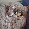 Berry a rejoint le concours — aidez-le/la à gagner de superbes lots ! kitten, cat, plush_toy, stuffed_animal, fluffy_bed, blanket, cozy, sleeping, resting, indoors, couch, blue_cushion, gray_fur, white_fur, pet, cute, animal, soft_texture, portrait, relaxing