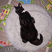 Mystik a rejoint le concours — aidez-le/la à gagner de superbes lots ! cat, black_cat, pet, animal, collar, lying_down, sleeping, relaxed, fluffy_bed, gray_bed, play_mat, road_map, indoor, home, toy, tail, whiskers, pointed_ears, cozy, photography