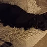 Mystik a rejoint le concours — aidez-le/la à gagner de superbes lots ! black_cat, cat, sleeping, relaxed, lying_down, furry, shaggy_bed, pet_bed, indoors, cozy, cream_background, black_fur, pointed_ears, whiskers, animal, domestic_cat, resting, cuddly, soft_texture, home