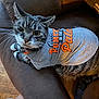 cat, tabby_cat, pet_clothing, gray_shirt, orange_text, leather_couch, indoor, feline, whiskers, animal, curious, sitting, closeup, domestic_animal, furry, four_legged, paw, collar, person_leg, home