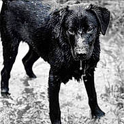 Emma is registered to the contest to win money with this photo: dog, black_dog, wet, water, outdoor, animal, canine, nature, portrait, standing, drip, fur, monochrome, black_and_white, muddy, eyes, snout, ears, pet, closeup