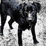 dog, black_dog, wet, water, outdoor, animal, canine, nature, portrait, standing, drip, fur, monochrome, black_and_white, muddy, eyes, snout, ears, pet, closeup
