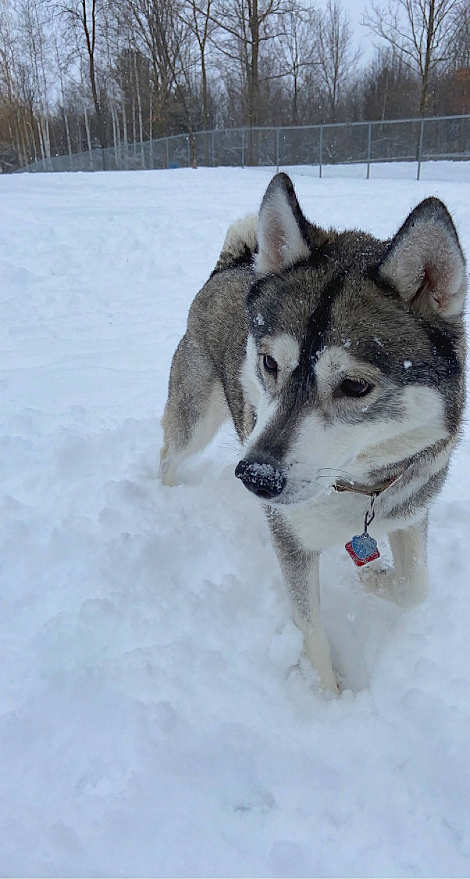 Jasmine joined the competition — help win amazing prizes! boat, canidae, canis, carnivore, dog, dog_breed, dog_supply, freezing, fur, recreation, siberian_husky, sled_dog, snout, snow, sporting_group, vehicle, wildlife, winter, wolf, working_dog