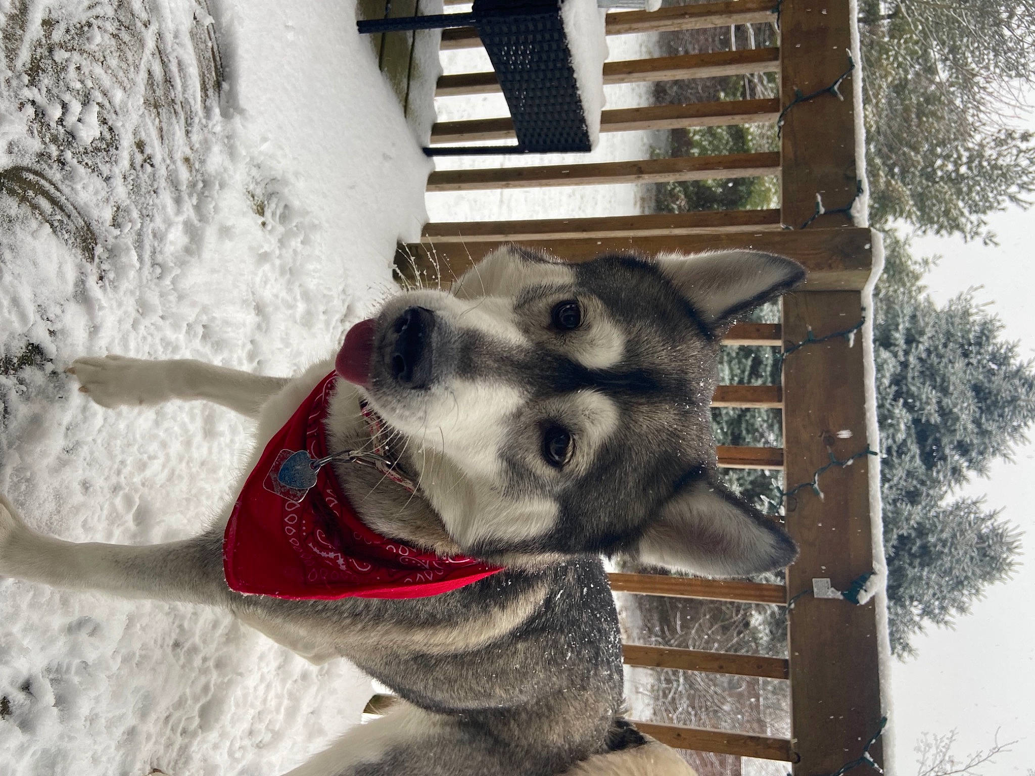 Jasmine is registered to the contest to win money with this photo: art, carnivore, collar, dog, dog_breed, fawn, line, pack_animal, photograph, sky, snapshot, snout, snow, sporting_group, tree, white, window, winter, wood, working_animal
