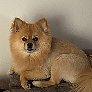 Teddy is registered to the contest to win money with this photo: dog, pomeranian, pet, fluffy, brown_couch, indoor, furniture, canine, animal, fur, tail, ears, face, portrait, cute, resting, domestic, companion, looking_at_camera, small_dog