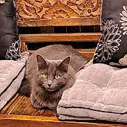 Cacahuette participe au concours pour gagner de l'argent avec cette photo : cat, gray_cat, yellow_eyes, wooden_bench, carved_wood, cushions, indoor, furniture, pet, relaxed, animal, cozy, home_interior, decorative, fluffy, resting, portrait, cute, domestic_cat, sitting