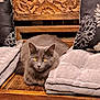 cat, gray_cat, yellow_eyes, wooden_bench, carved_wood, cushions, indoor, furniture, pet, relaxed, animal, cozy, home_interior, decorative, fluffy, resting, portrait, cute, domestic_cat, sitting