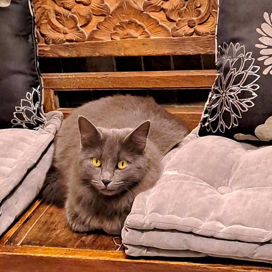 Cacahuette participe au concours pour gagner de l'argent avec cette photo : animal, carved_wood, cat, cozy, cushions, cute, decorative, domestic_cat, fluffy, furniture, gray_cat, home_interior, indoor, pet, portrait, relaxed, resting, sitting, wooden_bench, yellow_eyes