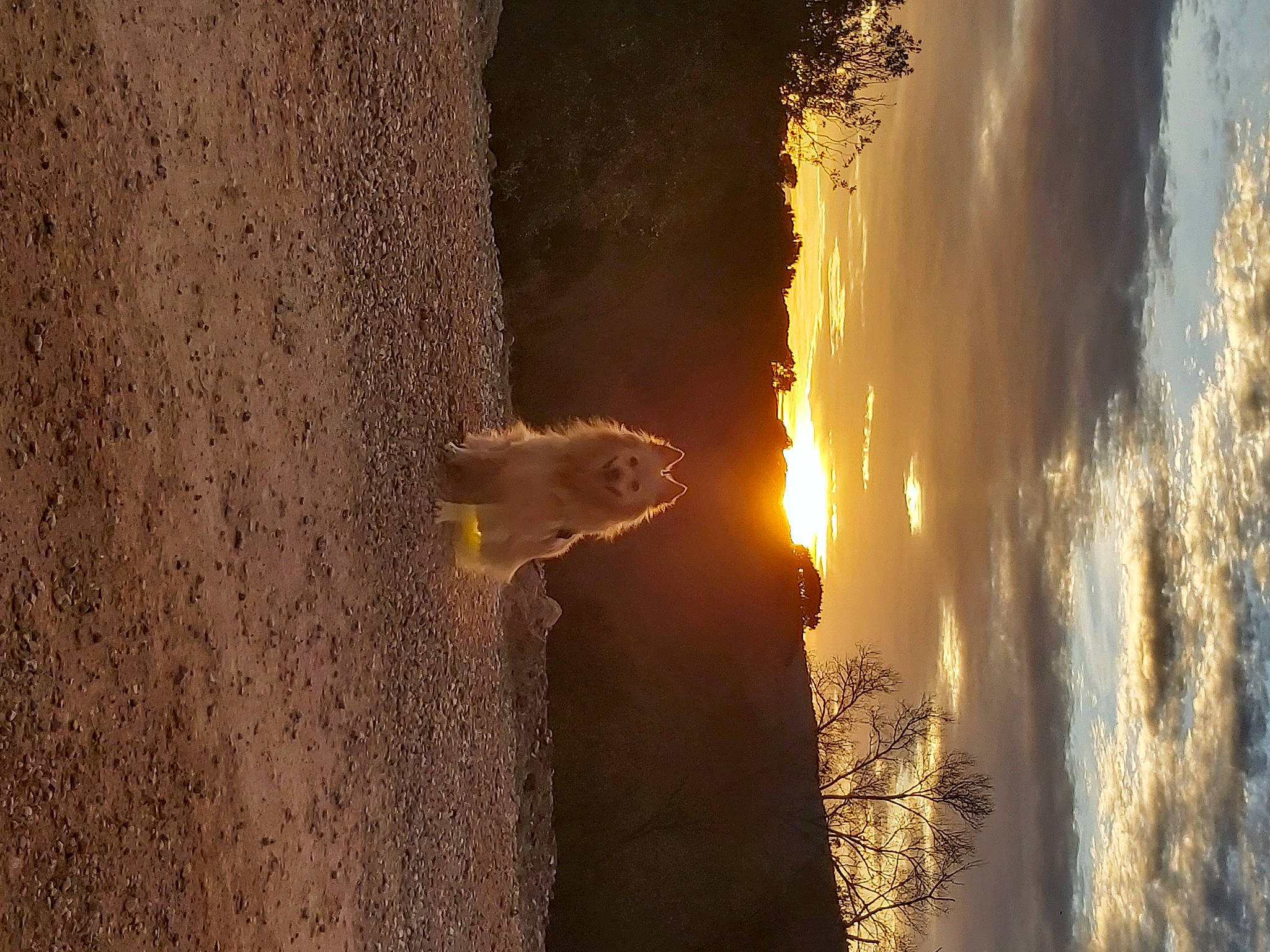 Hermes a rejoint le concours — aidez-le/la à gagner de superbes lots ! backlighting, branch, cloud, dog, evening, heat, landscape, plant, reflection, rock, sky, sunrise, tints_and_shades, tree, trunk, wall, water, window, wood, woody_plant