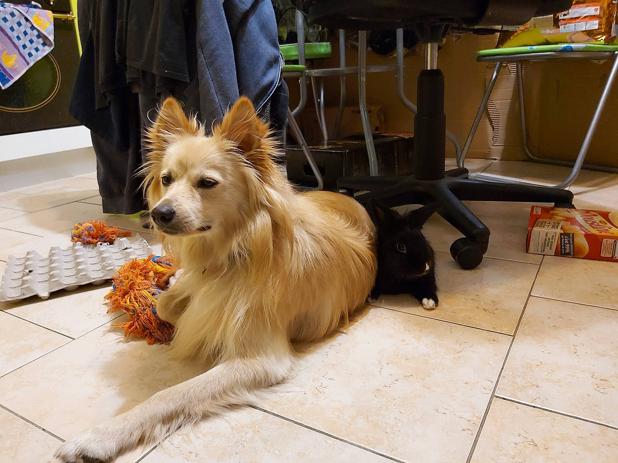 Hermes a rejoint le concours — aidez-le/la à gagner de superbes lots ! australian_terrier, biewer_terrier, carnivore, collar, companion_dog, dog, dog_breed, dog_collar, dog_supply, fashion_accessory, flooring, fur, leash, pomeranian, small_terrier, spitz, sporting_group, terrier, toy_dog, yorkshire_terrier