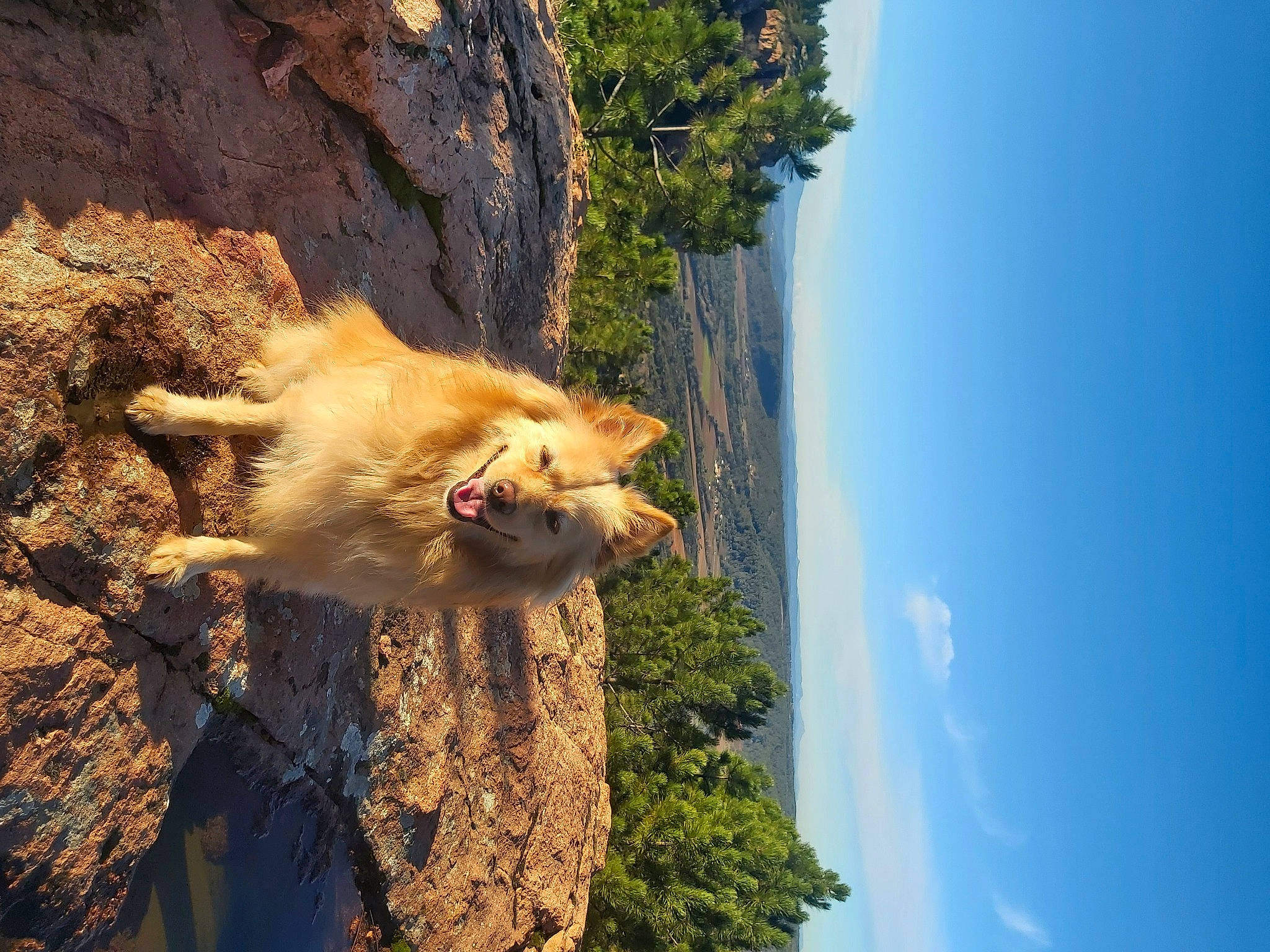 Hermes participe au concours pour gagner de l'argent avec cette photo : art, canidae, carnivore, cloud, dog, dog_breed, fawn, felidae, fur, german_spitz_klein, plant, rock, sky, snout, sporting_group, tail, tree, trunk, wildlife, wood