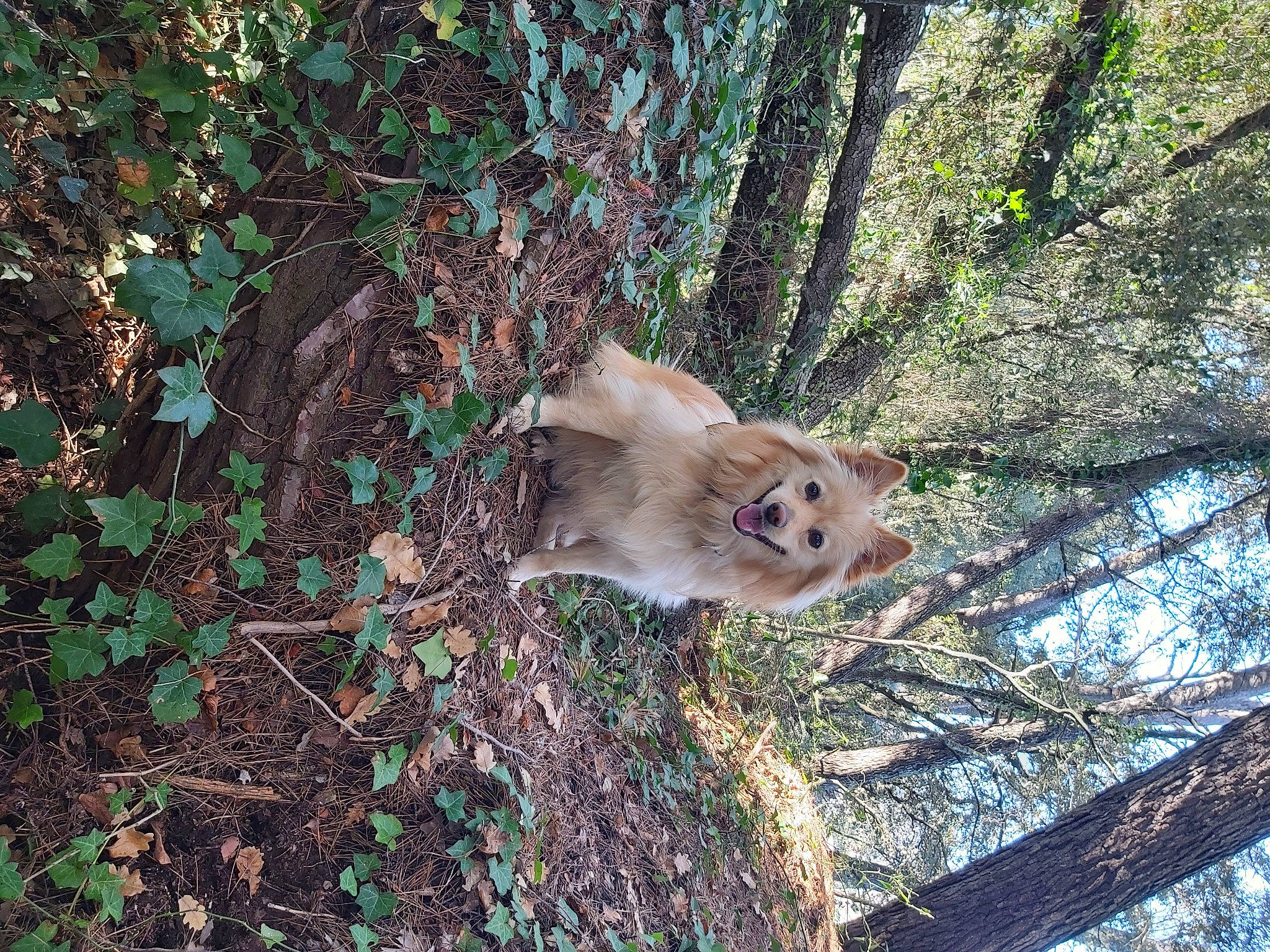 Hermes a rejoint le concours — aidez-le/la à gagner de superbes lots ! biome, canidae, carnivore, companion_dog, dog, dog_breed, fawn, felidae, forest, grass, plant, snout, spitz, sporting_group, tail, tree, trunk, twig, whiskers, wood