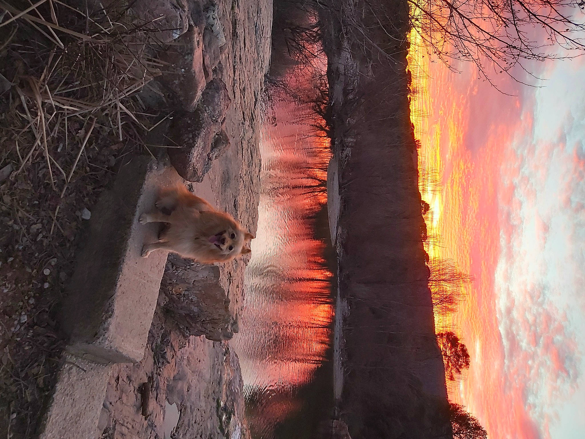 Hermes a rejoint le concours — aidez-le/la à gagner de superbes lots ! atmospheric_phenomenon, biome, branch, carnivore, cloud, fire, flame, forest, geological_phenomenon, heat, landscape, natural_environment, natural_landscape, plant, sky, tree, trunk, water, wood, woody_plant