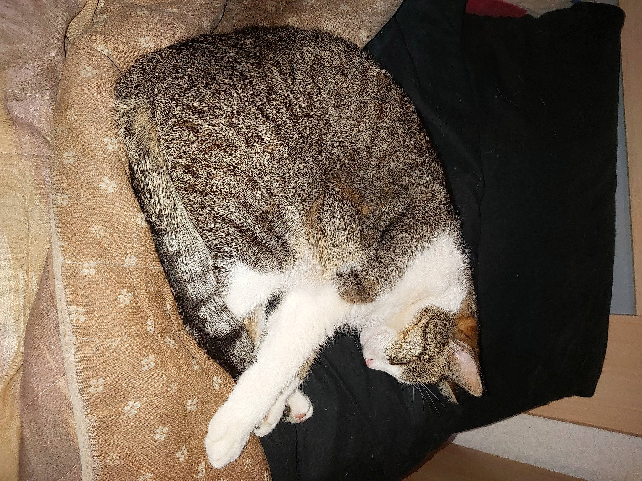 Tili participe au concours pour gagner de l'argent avec cette photo : carnivore, cat, cat_supply, claw, comfort, domestic_short_haired_cat, eye, felidae, fur, hat, nap, paw, sleep, small_to_medium_sized_cats, snout, tail, terrestrial_animal, whiskers