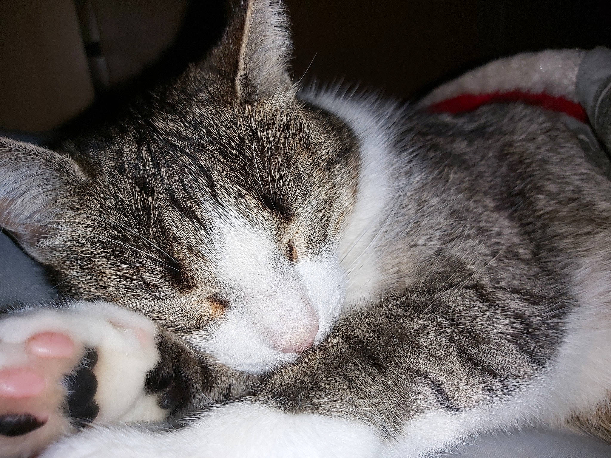 Tili a rejoint le concours — aidez-le/la à gagner de superbes lots ! carnivore, cat, claw, comfort, domestic_short_haired_cat, ear, eye, felidae, fur, head, nap, paw, sleep, small_to_medium_sized_cats, snout, tail, whiskers