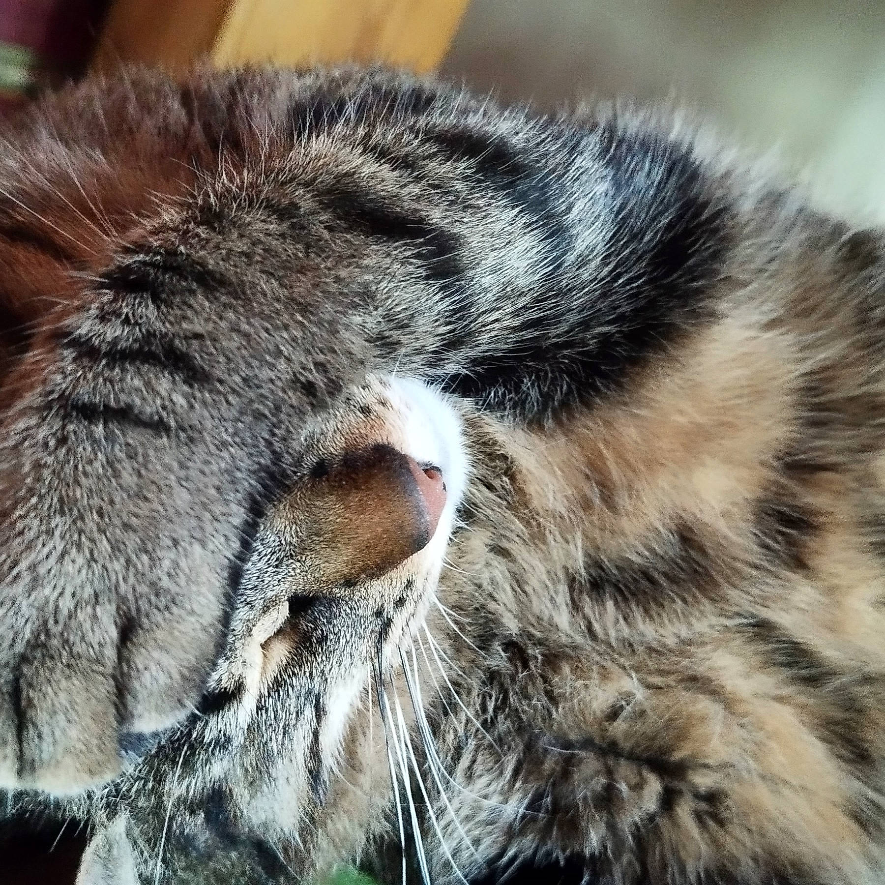 Simon a rejoint le concours — aidez-le/la à gagner de superbes lots ! carnivore, cat, claw, close_up, domestic_short_haired_cat, felidae, fur, nap, natural_material, paw, sleep, small_to_medium_sized_cats, snout, terrestrial_animal, whiskers, wildlife