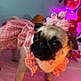 pug, dog, pet, costume, pink, dress, headpiece, balloons, party, celebration, indoor, cute, animal, festive, decorations, closeup, portrait, adorable, fur, small_dog