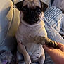 pug, dog, pet, paw, hand, bed, blanket, quilt, upclose, indoor, cute, animal, furry, friendship, cozy, comfort, light, human, gesture, face