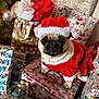 dog, pug, christmas, holiday, gift, present, santa_hat, red_clothing, festive, decorations, tree, ornament, wrapped_gifts, cute, pet, animal, indoors, celebration, winter, seasonal