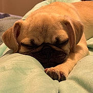 Pochita joined the competition — help win amazing prizes! puppy, dog, pug, sleeping, blanket, cozy, cute, pet, animal, fur, paw, closeup, indoor, soft, resting, face, adorable, relaxed, young, canine