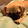 puppy, dog, pug, sleeping, blanket, cozy, cute, pet, animal, fur, paw, closeup, indoor, soft, resting, face, adorable, relaxed, young, canine
