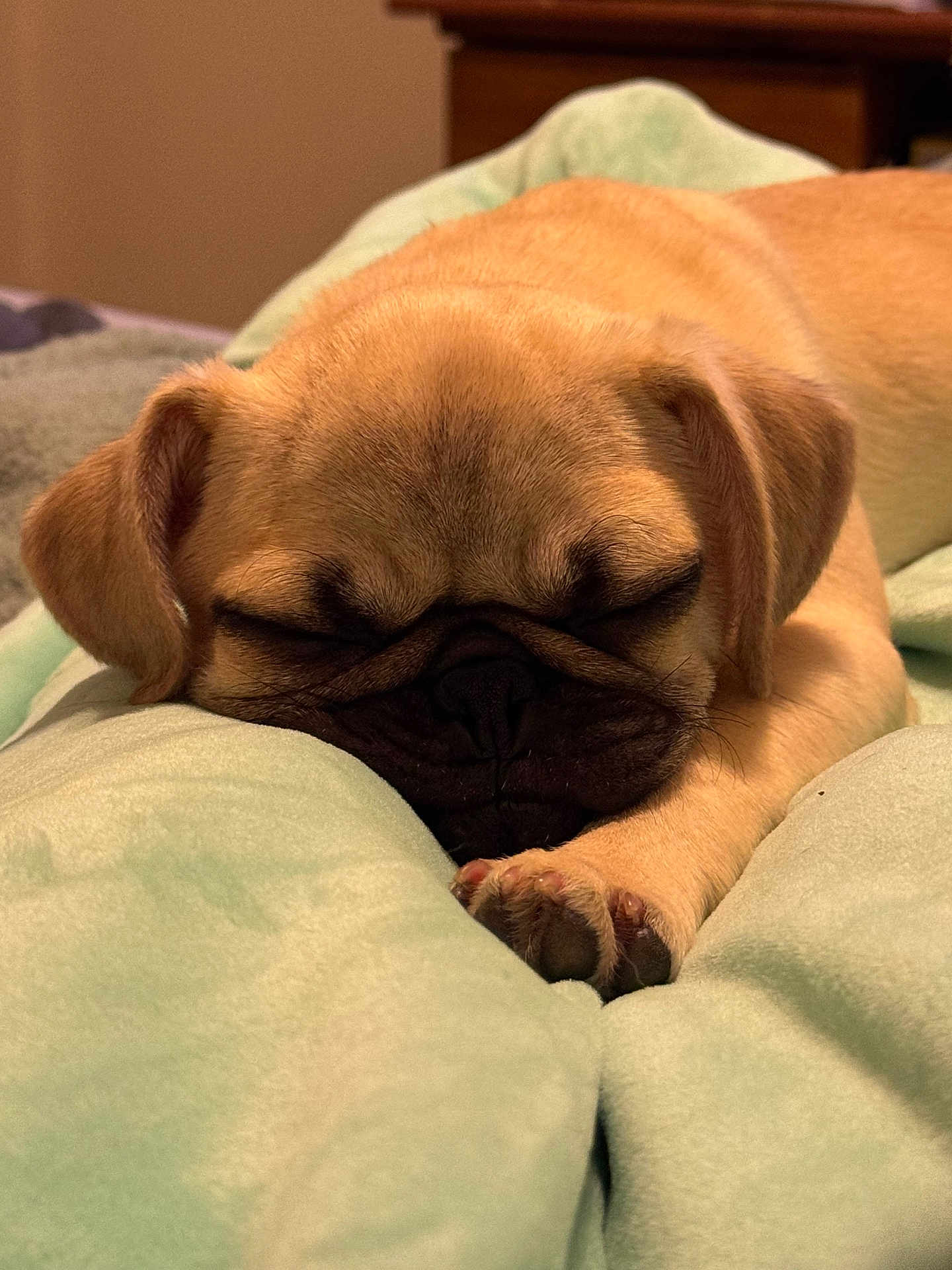 Pochita joined the competition — help win amazing prizes! puppy, dog, pug, sleeping, blanket, cozy, cute, pet, animal, fur, paw, closeup, indoor, soft, resting, face, adorable, relaxed, young, canine