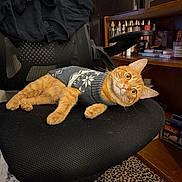 Sukuna joined the competition — help win amazing prizes! cat, ginger_cat, sweater, chair, indoor, pet, feline, orange_fur, curious, mesh_chair, sitting, cozy, head_tilt, shelf, bottles, container, home, floor, carpet, relaxed