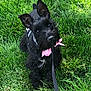 dog, black_dog, grass, outdoor, pet, canine, leash, collar, pink_bow, ears, fur, cute, animal, nature, portrait, sitting, friendly, playful, summer, daytime