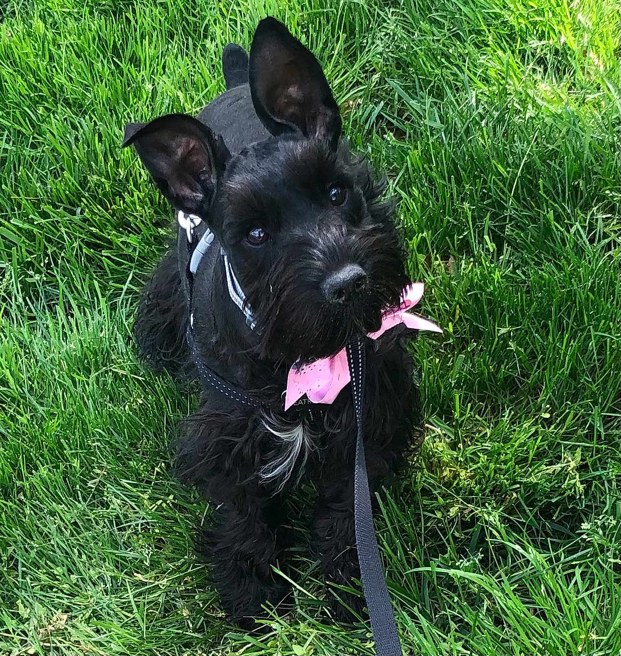 Bebe joined the competition — help win amazing prizes! dog, black_dog, grass, outdoor, pet, canine, leash, collar, pink_bow, ears, fur, cute, animal, nature, portrait, sitting, friendly, playful, summer, daytime