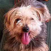 Bandit participe au concours pour gagner de l'argent avec cette photo : animal, brown_fur, canine, close_up, cute, dog, fluffy, friendly, fur, green_background, happy, indoor, looking_at_camera, pet, portrait, scruffy, small_dog, texture, tongue_out, white_fur