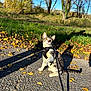 Aïko participe au concours pour gagner de l'argent avec cette photo : cat, tabby_cat, harness, leash, autumn, leaves, path, grass, trees, sunlight, shadow, outdoor, nature, blue_sky, curious, pet, animal, fall, daytime, park