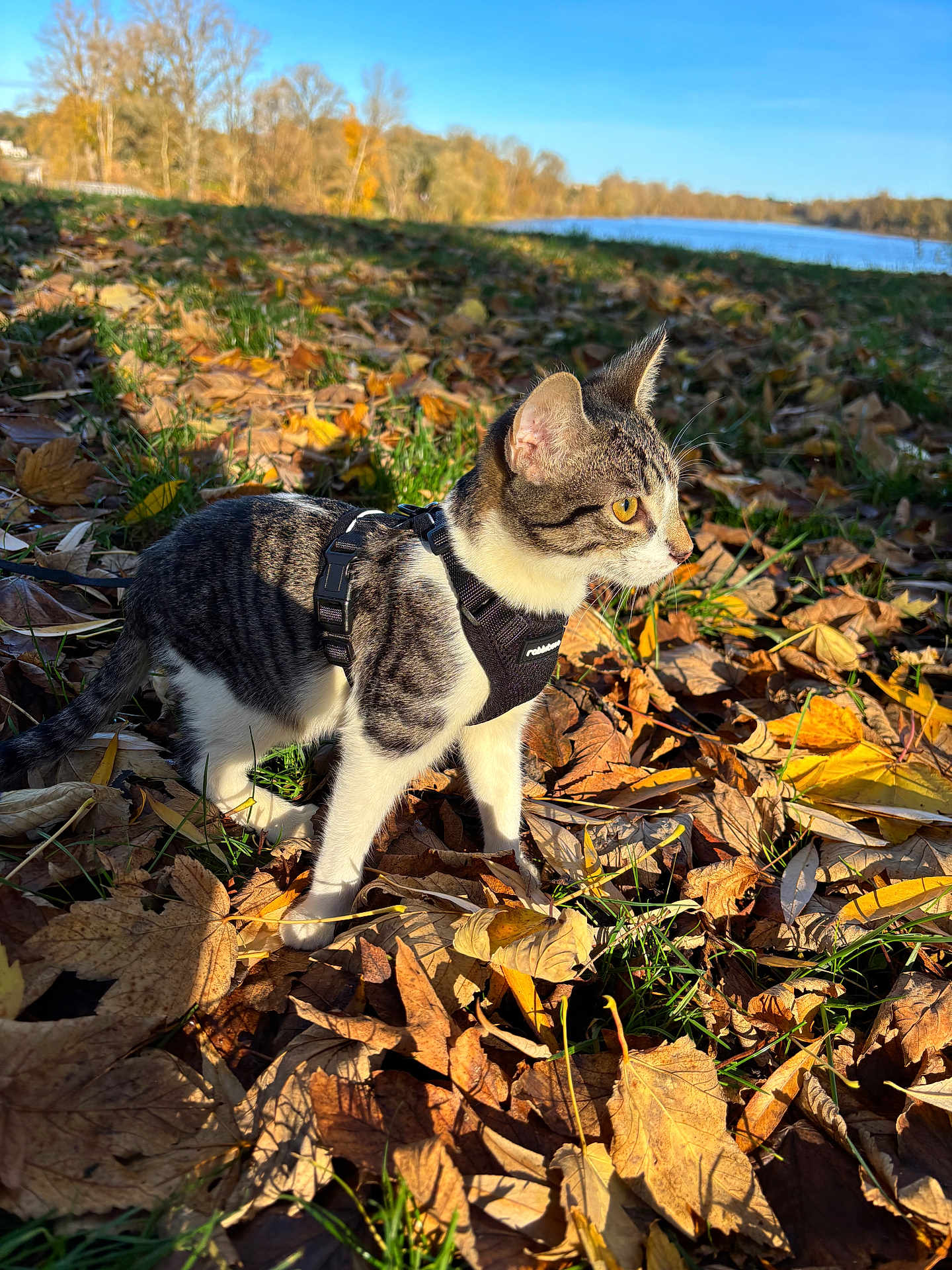 Aïko a rejoint le concours — aidez-le/la à gagner de superbes lots ! cat, animal, outdoor, autumn, leaves, harness, grass, river, nature, fall, sunlight, daytime, sky, tree, pet, mammal, walking, profile, brown, yellow