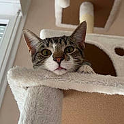 Aïko participe au concours pour gagner de l'argent avec cette photo : cat, tabby, cat_tree, indoor, curious, wide_eyes, paws, fluffy, pet, animal, feline, looking_down, close_up, soft_texture, home, cozy, neutral_colors, whiskers, ears, playful