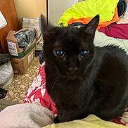 Kitty Cat is registered to the contest to win money with this photo: bed, bedding, black_cat, blanket, blue_eyes, blurred, boots, cardboard_box, cat, close_up, clutter, cozy, fur, indoor, lounging, pet, pillows, red_pattern, tile_floor, whiskers