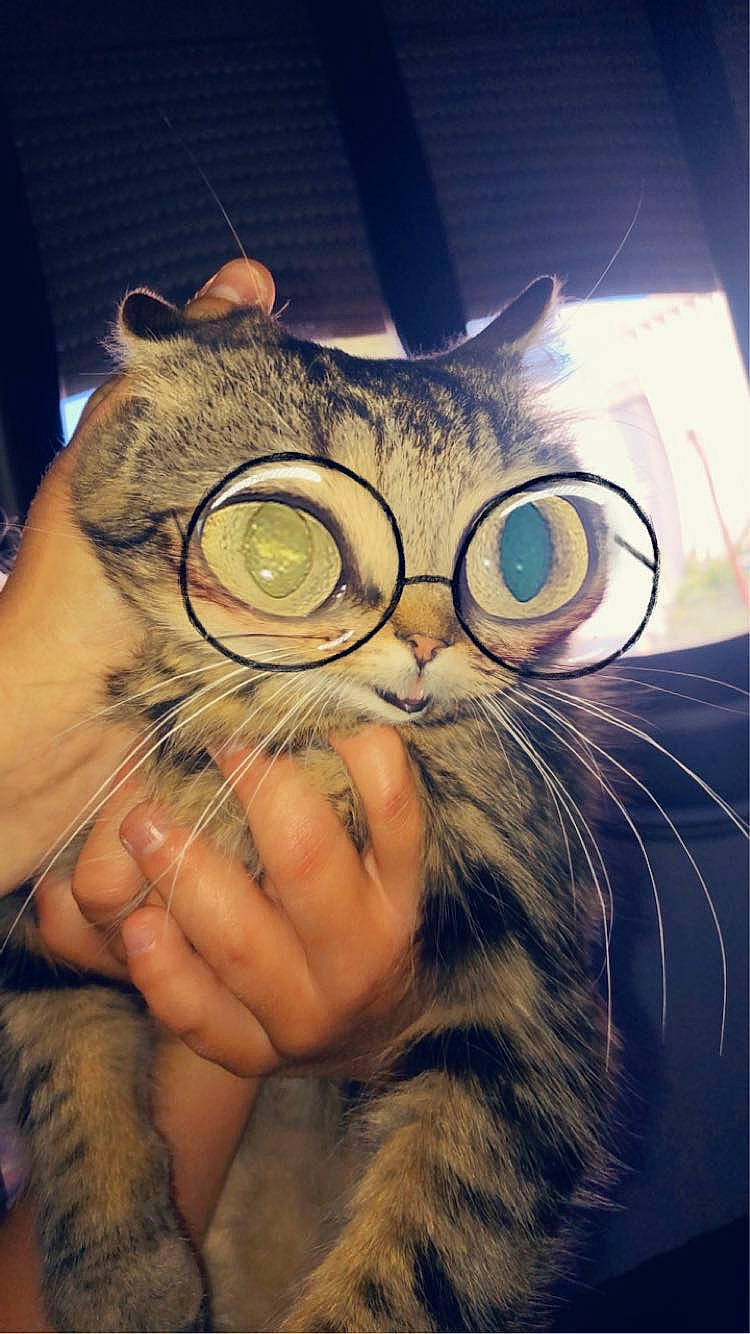 Pistache a rejoint le concours — aidez-le/la à gagner de superbes lots ! carnivore, cat, domestic_short_haired_cat, ear, eye, eyewear, felidae, fur, gesture, glasses, hair, happy, head, iris, jaw, selfie, small_to_medium_sized_cats, snout, vision_care, whiskers