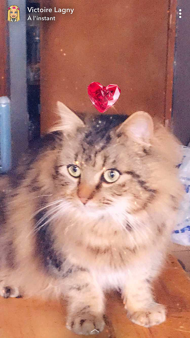 Pistache a rejoint le concours — aidez-le/la à gagner de superbes lots ! british_longhair, carnivore, cat, domestic_short_haired_cat, fawn, felidae, fur, mammal, small_to_medium_sized_cats, snout, terrestrial_animal, vertebrate, whiskers, window