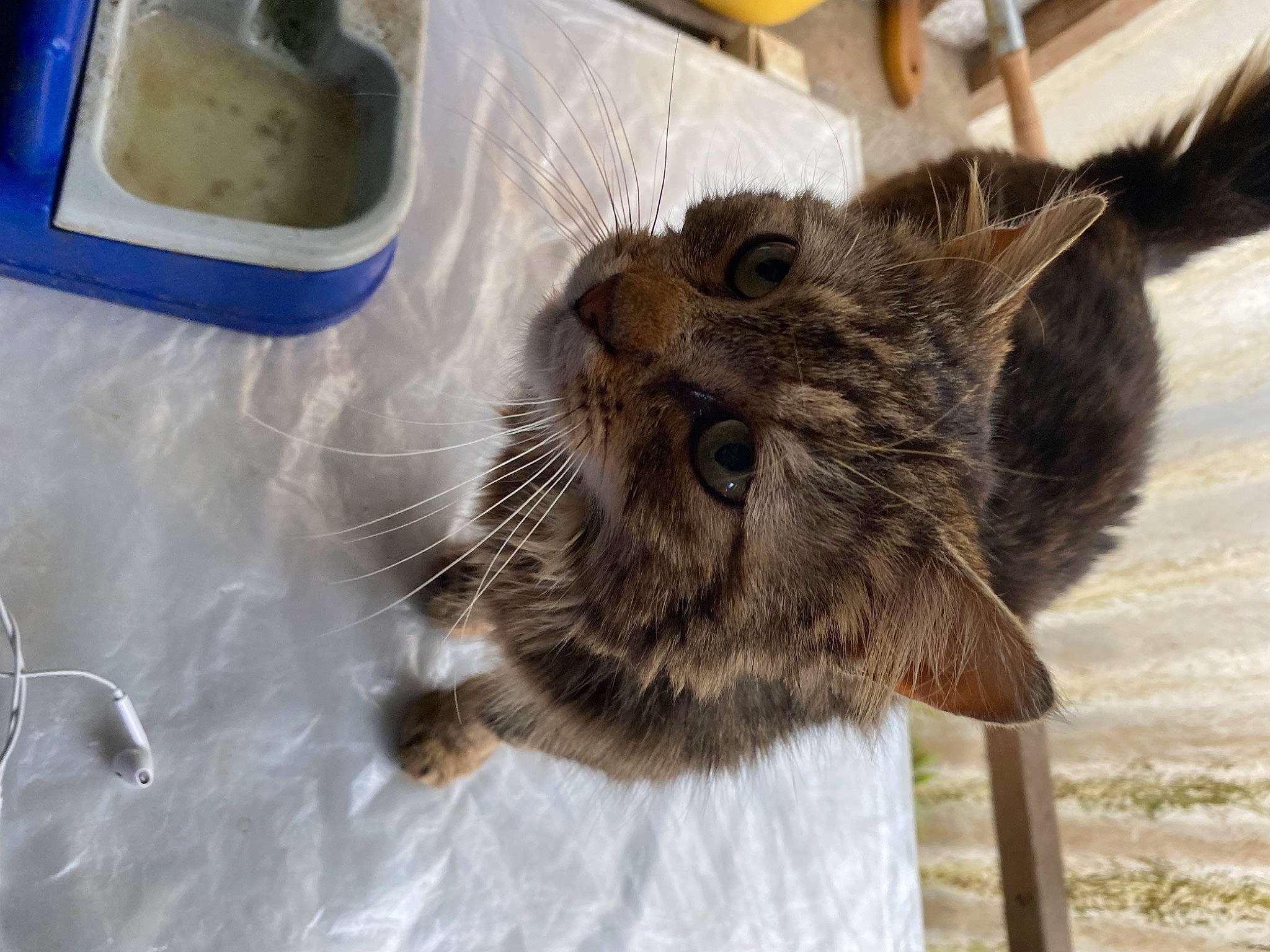 Pistache participe au concours pour gagner de l'argent avec cette photo : animal_shelter, black_cat, box, carnivore, cat, claw, domestic_short_haired_cat, fawn, felidae, fur, household_supply, paw, small_to_medium_sized_cats, snout, tail, terrestrial_animal, whiskers, wood