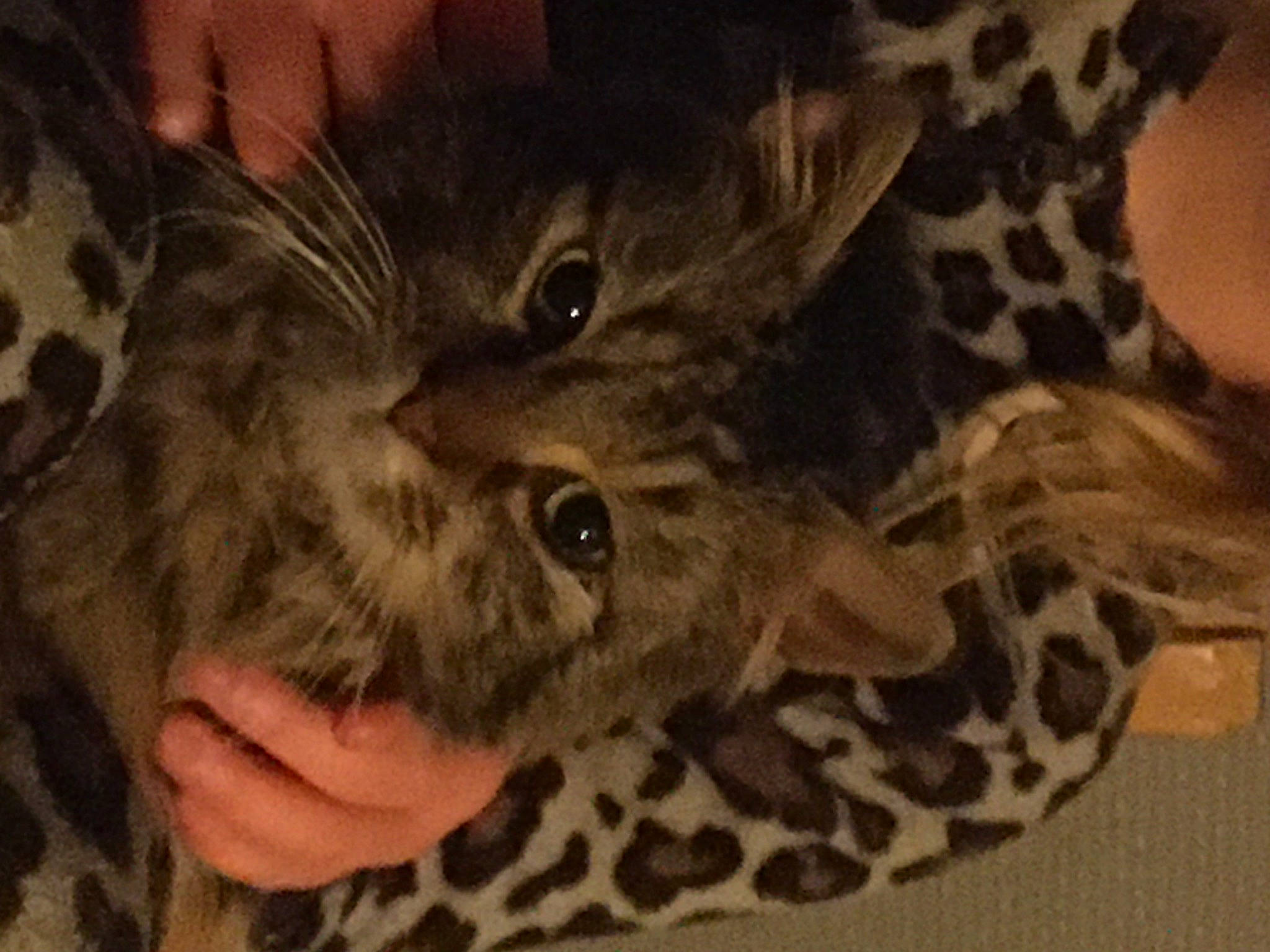 Pistache participe au concours pour gagner de l'argent avec cette photo : big_cats, carnivore, cat, claw, domestic_short_haired_cat, ear, eye, fawn, felidae, fur, gesture, military_camouflage, pattern, paw, plant, small_to_medium_sized_cats, snout, terrestrial_animal, whiskers, wildlife