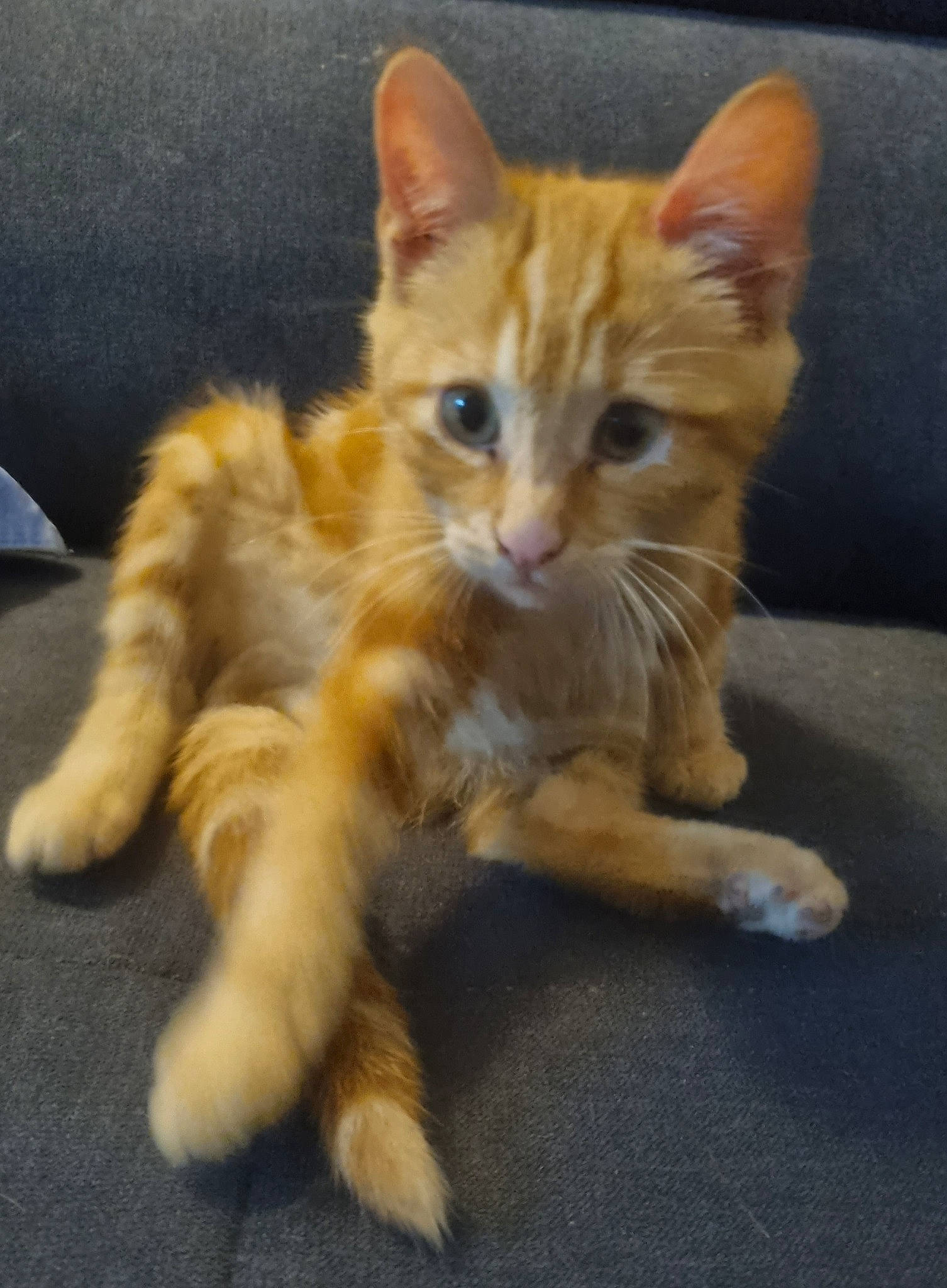 Caramel participe au concours pour gagner de l'argent avec cette photo : carnivore, cat, claw, domestic_short_haired_cat, fawn, felidae, fur, paw, photo_caption, sitting, small_to_medium_sized_cats, snout, tail, terrestrial_animal, whiskers