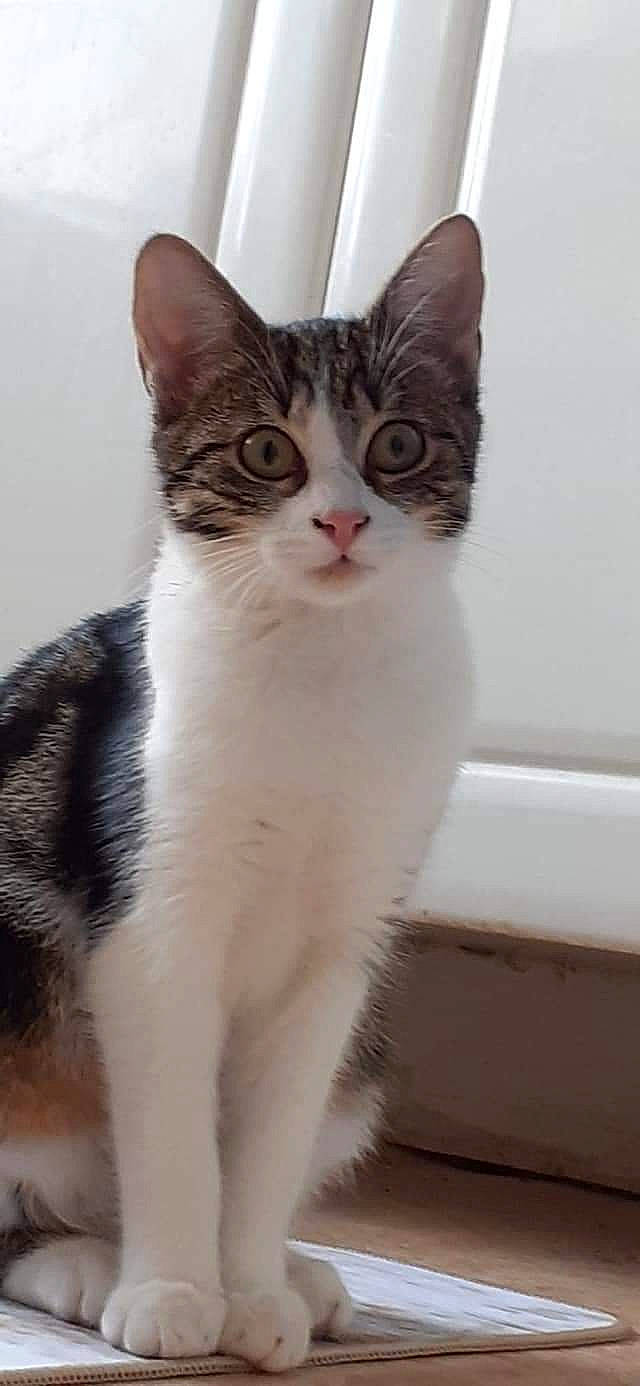 Bella a rejoint le concours — aidez-le/la à gagner de superbes lots ! carnivore, cat, domestic_short_haired_cat, felidae, fur, iris, paw, small_to_medium_sized_cats, snout, tail, terrestrial_animal, whiskers