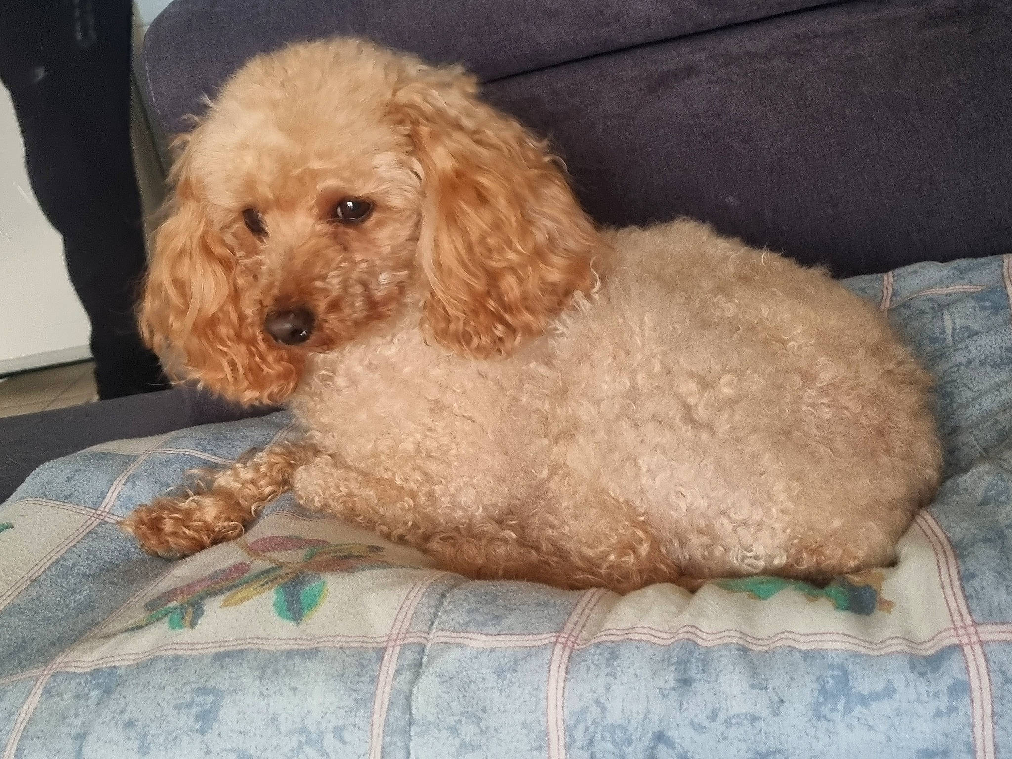 Trésor a rejoint le concours — aidez-le/la à gagner de superbes lots ! canidae, carnivore, companion_dog, dog, dog_breed, dog_collar, fawn, fur, labradoodle, maltepoo, non_sporting_group, pet_supply, poodle, shih_poo, sporting_group, terrier, toy_dog, water_dog, working_animal, yorkipoo