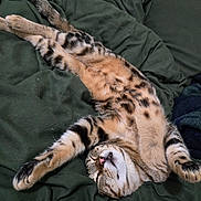 Tommy Oliver joined the competition — help win amazing prizes! cat, tabby, spotted, sleeping, stretching, relaxed, pet, animal, feline, whiskers, pink_nose, paws, fur, bed, blanket, indoor, cozy, resting, cute, domestic_cat